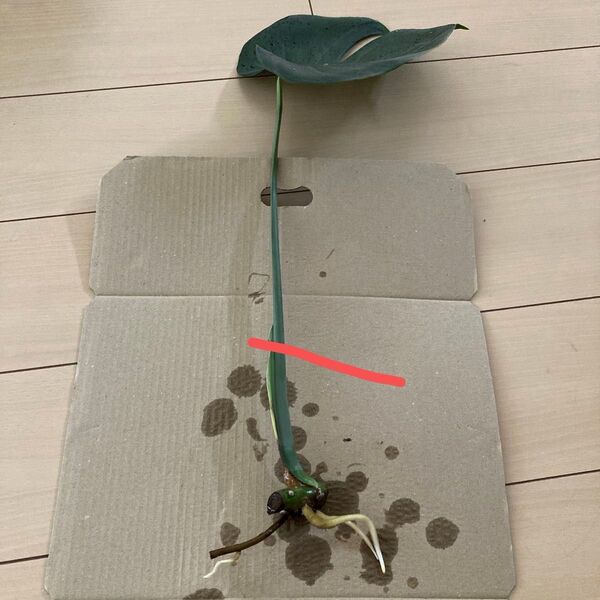 モンステラ カット 葉なし