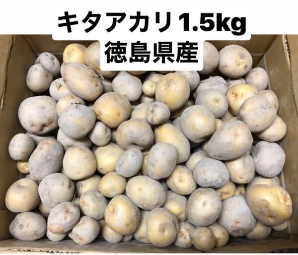 新じゃがいも キタアカリ 1.5kg コロコロサイズ