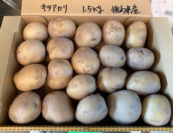 新じゃがいも 1.5kg箱込 きたあかりA 徳島県産