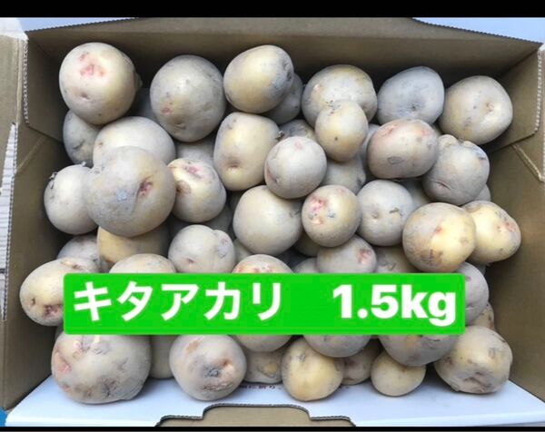 新じゃがいも キタアカリ 1.5kg コロコロサイズ