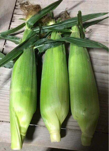 とうもろこしゴールドラッシュ規格外2kg箱込 5本以上徳島産朝彩り22日発送のみ