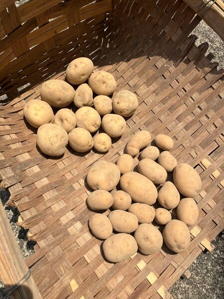 じゃがいも インカのめざめ、ダンシャク 500gずつ合計1kg 小サイズ 栽培期間中農薬不使用