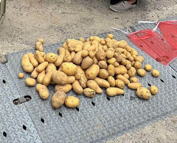 【自家農園栽培★新じゃがいも きたあかり】農薬不使用 サイズ混合 約5.0kg 2,980円