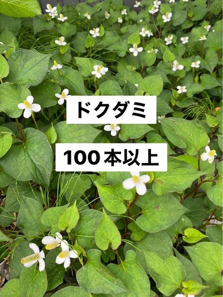 ドクダミ 100本以上 苗 根 花付き 無農薬 自生