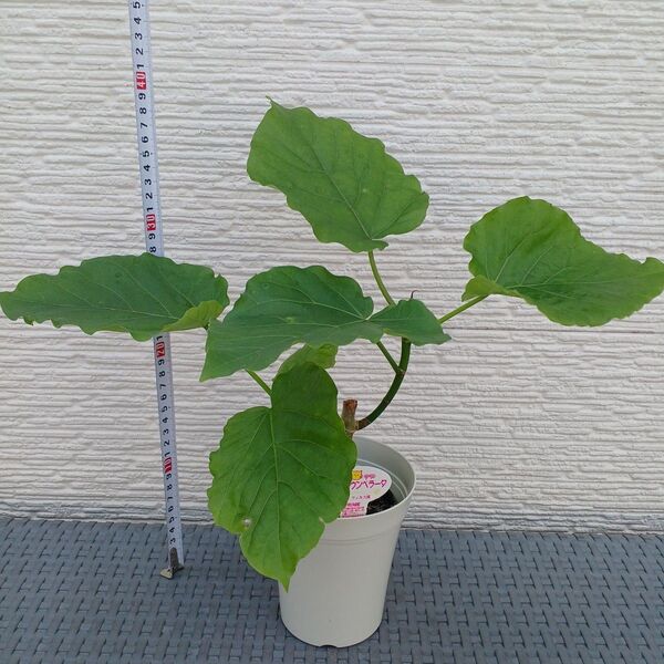 鉢ごと発送*②フィカスウンベラータ花言葉が"永遠の幸せ"です(^-^)とても人気の観葉植物です。強い植物なので初心者の方にもお勧め