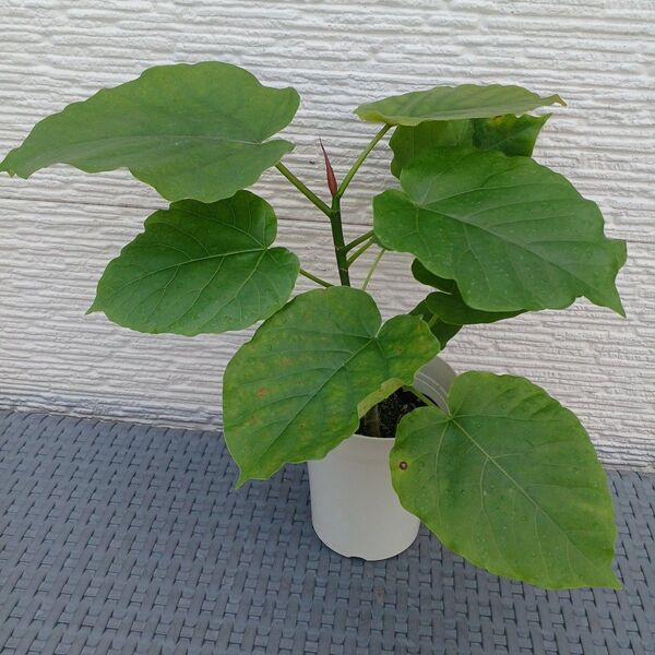 ③鉢ごと発送*フィカスウンベラータ花言葉が"永遠の幸せ"です(^-^)とても人気の観葉植物です。