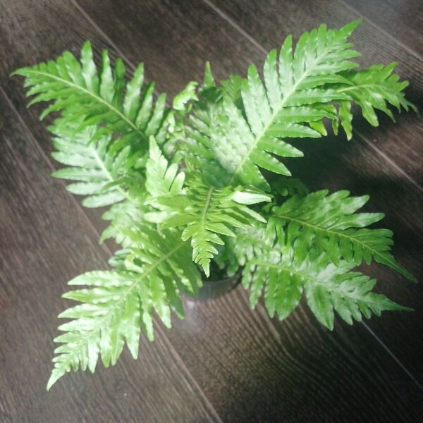 ポットごと発送* ブレクナム シルバーレディ (ギバム)幹立性のシダ植物 新芽も出てきています(*^^*)