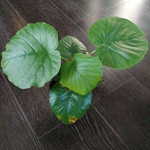 ポットごと配送*フィカス・ウンベラータ 実生花言葉は永遠の幸せ(*^^*)