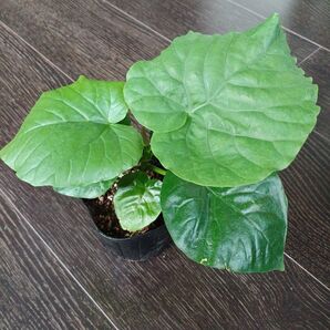 ポットごと配送*フィカス・ウンベラータ 実生花言葉は永遠の幸せ(*^^*)とても強い植物なので、初心者の方にもお勧めです*