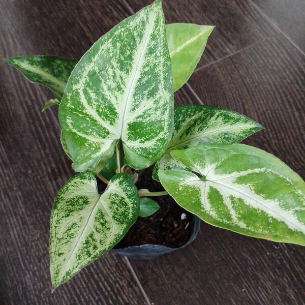 ポットごと匿名配送*緑と白の斑入り葉を持つシンゴニウムの観葉植物。新芽も出てきています*