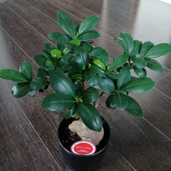 鉢ごと発送*ガジュマルフィカス・ミクロカルパ約30cm大サイズ 精霊が宿る木 観葉植物