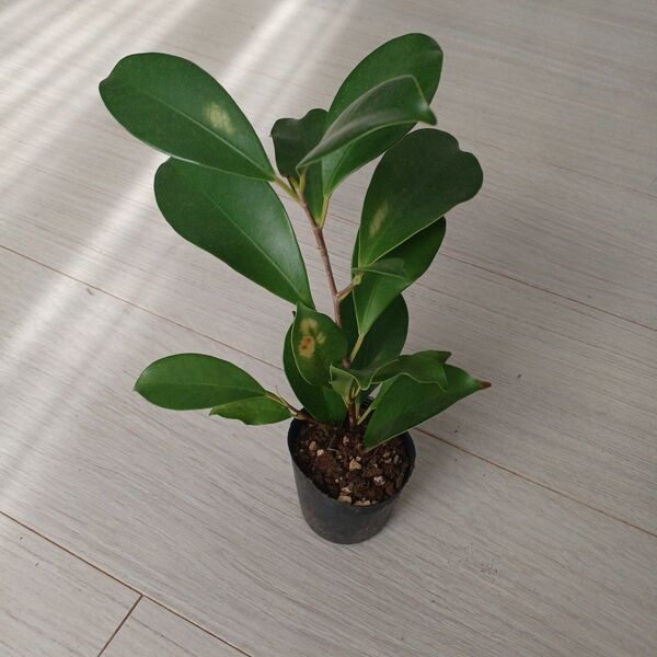 ポットごと発送*①ガジュマルフィカス・ミクロカルパ 多幸の木 観葉植物 挿し木苗