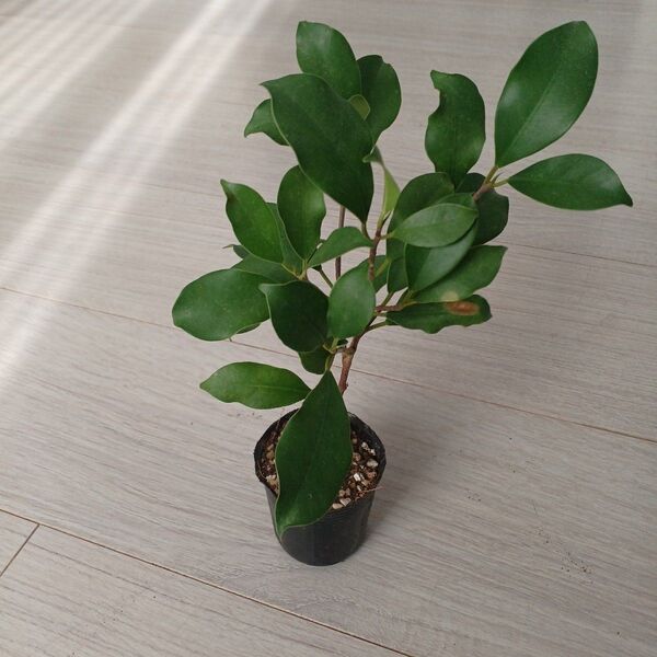 ポットごと発送*ガジュマルフィカス・ミクロカルパ精霊が宿る木 観葉植物 挿し木苗