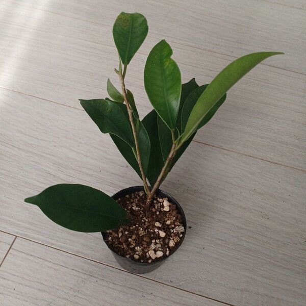 ポットごと発送*ガジュマルフィカス・ミクロカルパ精霊が宿る木 観葉植物 挿し木苗