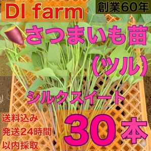 5・6月限定 さつまいも苗 シルクスイート 苗 30本 栽培用 芋苗 受注受付後 収穫 発送