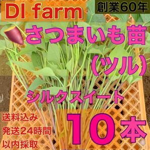 5・6月限定 さつまいも苗 シルクスイート 苗 10本 栽培用 芋苗 受注受付後 収穫 発送