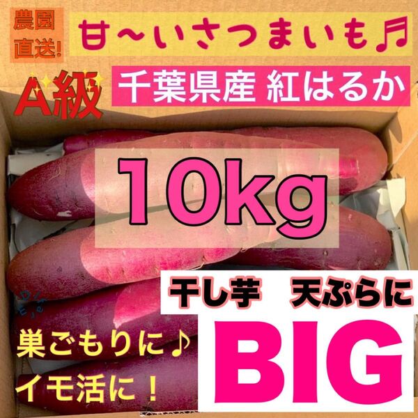 セール Bigサイズ 【熟成】さつまいも 紅はるか 10kg 土付き (配送料こみ)