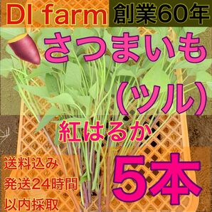 5・6月限定 さつまいも苗 べにはるか 苗 5本 栽培用 芋苗 受注受付後 収穫 発送