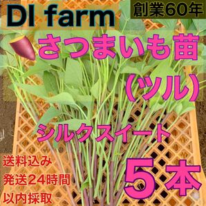 5・6月限定 さつまいも苗 シルクスイート 苗 5本 栽培用 芋苗 受注受付後 収穫 発送