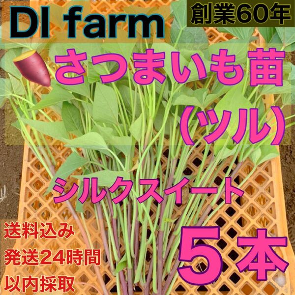 5・6月限定 さつまいも苗 シルクスイート 苗 5本 栽培用 芋苗 受注受付後 収穫 発送