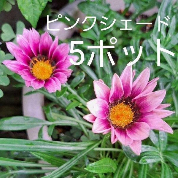 ガザニア苗 5ポット