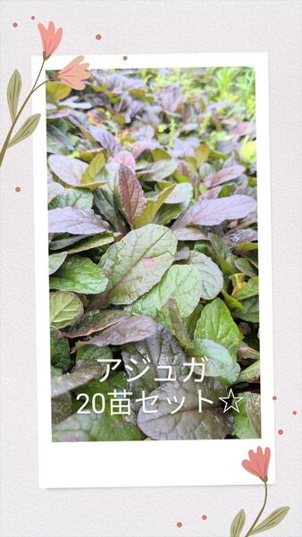 お山の上のアジュガ大小様々20株セット☆
