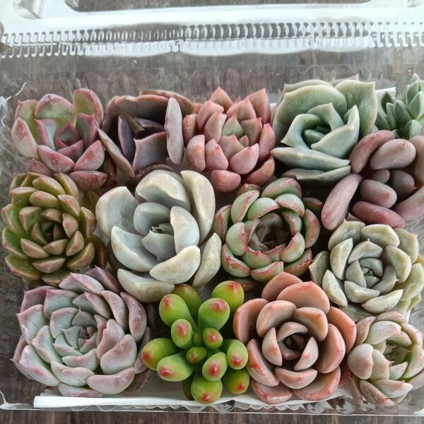 多肉植物 寄せ植え用 チビカット苗セット詰め合わせ