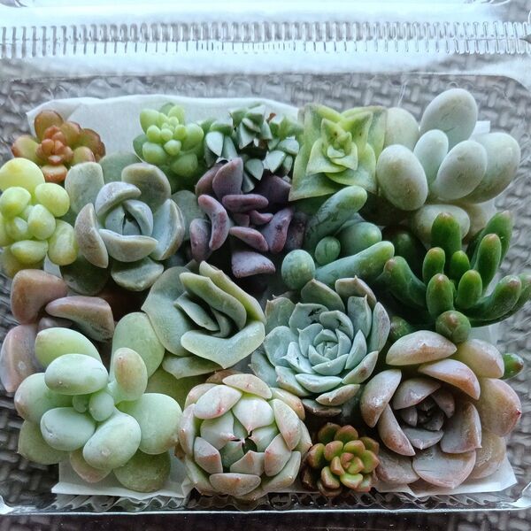 多肉植物 寄せ植え用 チビカット苗詰め合わせ