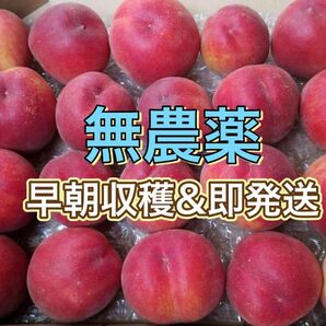 桃 ひめこなつ 1.5kg以上 今朝獲り 姫こなつ 完全無農薬