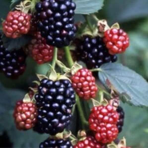 ブラックベリー 挿し木 切り枝 3本