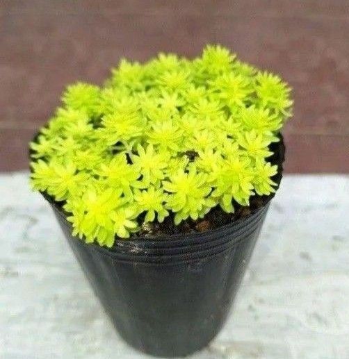 ゴールデンカーペット 多肉植物 セダム