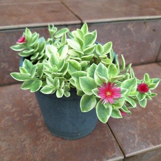 斑入りベビーサンローズ 多肉植物