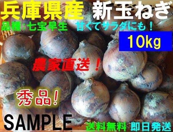 【兵庫県産】新玉ねぎ 10kg 農家直送 早生 サラダ玉葱 朝採り 新鮮 ブランド 名産 七宝 タマネギ 玉葱