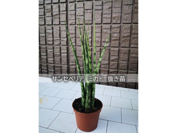 サンセベリア ミカド 抜き苗 観葉植物 インテリア向け