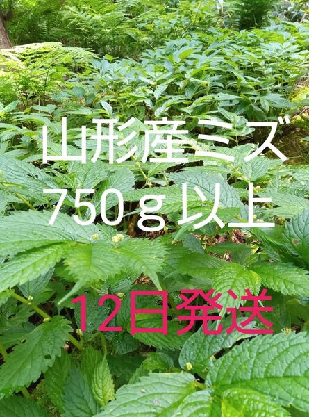 【12日木曜発送】山形産 山菜 ミズ 赤みず 750g+蒸発分
