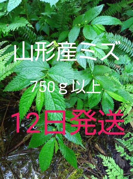 【12日発送】山形産 山菜 ミズ 赤みず 750g+蒸発分
