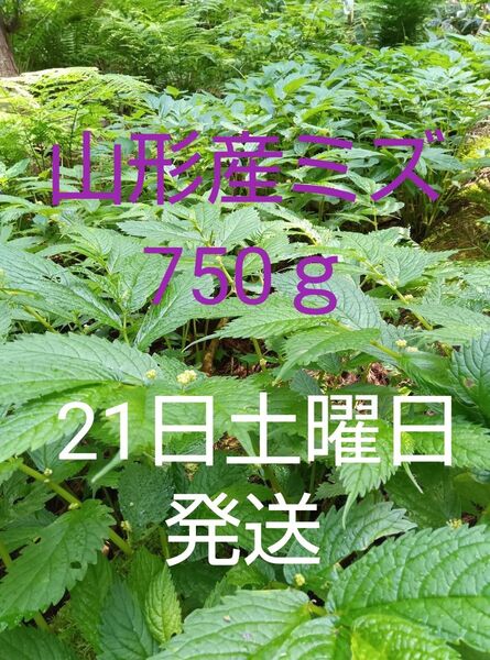【21日土曜発送】山形産 山菜 ミズ 赤みず 750g+蒸発分