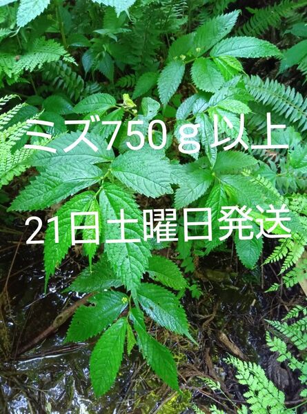【21日土曜発送】山形産 山菜 ミズ 赤みず 750g+蒸発分