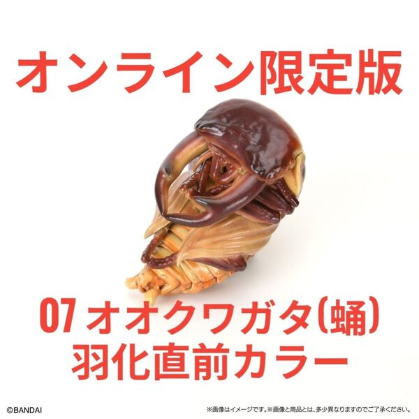 ガシャポンオンライン限定版 いきもの大図鑑 くわがた10 樹皮台座(小)セット 07オオクワガタ蛹(羽化直前カラー)