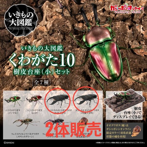 ガシャポンオンライン限定版 いきもの大図鑑 くわがた10 樹皮台座(小)セット 03 04スマトラオオヒラタクワガタ (内歯上下)
