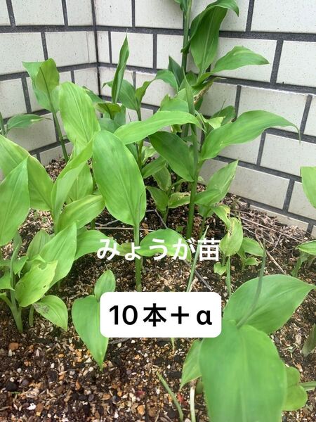 無農薬 苗根 地下茎 みょうが根 ミョウガ根 ミョウガ 苗