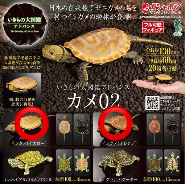 いきもの大図鑑アドバンス カメ02 イシガメ