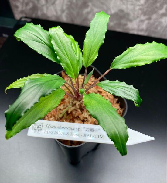 正規タグ付き Homalomena sp.”若蝦手”PP-240505-8 Berau KAL-TIM