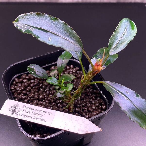 Bucephalandra sp."Dark Mahap"original location