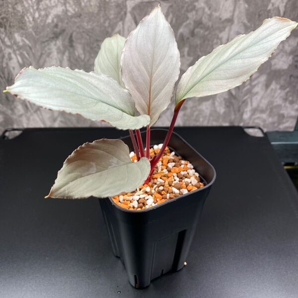 Homalomena sp. hybrid Rec57-03 K0919-f1