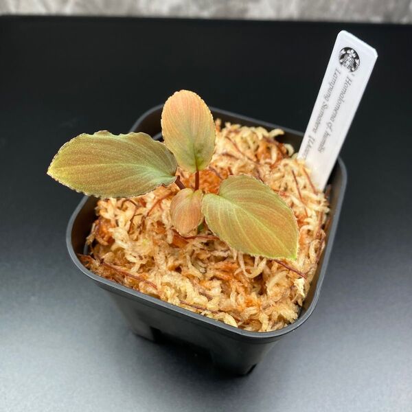 タグ付き Homalomena cf. humilis Lampung Sumatera 【LA0217-02】