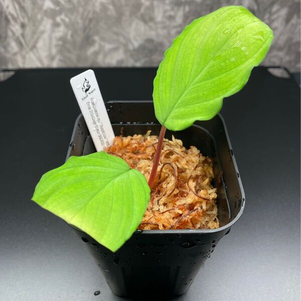 HW正規タグ付き Homalomena sp"Sunshine BNN" from Sibolga timur【AZ0822-3】
