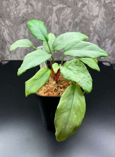 HW正規タグ付き Homalomena sp. Batu Ampar from pulau Singkep【SNK-1】