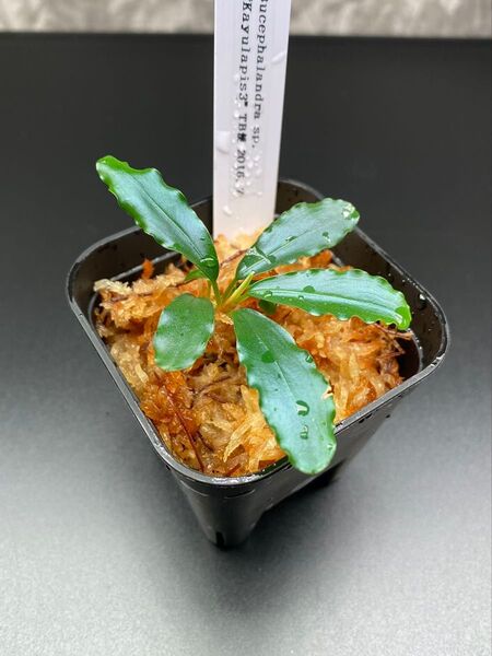 Bucephalandra sp. "Kayulapis3" 2016.07 TB便
