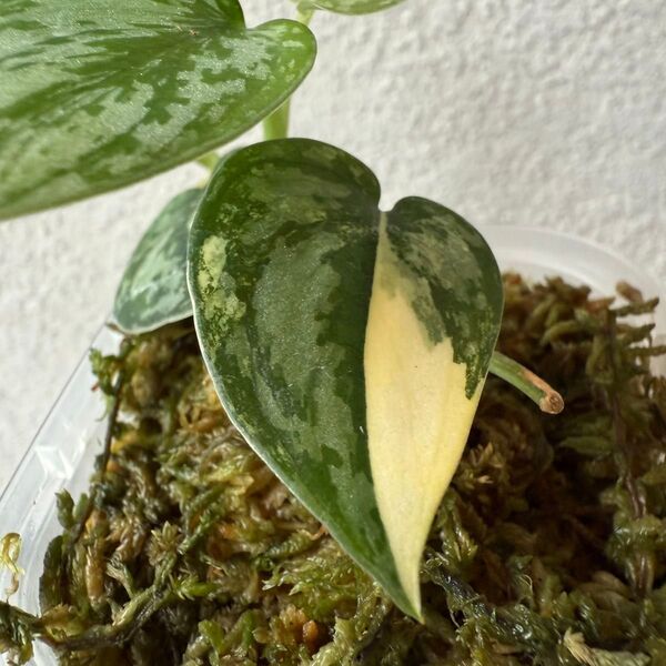 54【希少・斑入り】スキンダプサス・アポラキ(Scindapsus Apolaki)/観葉植物・鉢付き